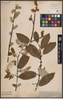 Foto von Salix caprea L.